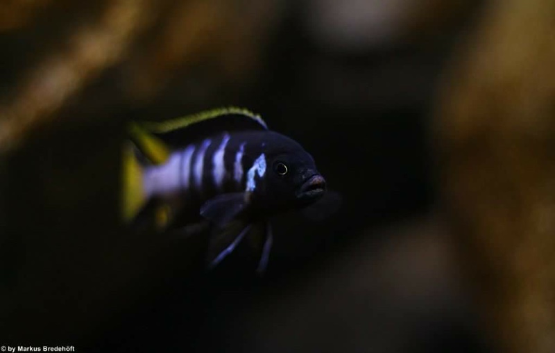 Maylandia melissa 'Chewere'